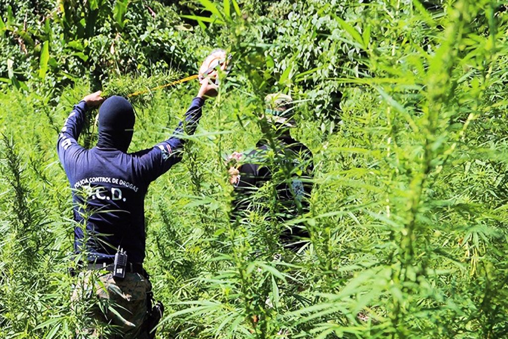 Policía destruyó 6000 plantas de marihuana por día durante este 2019