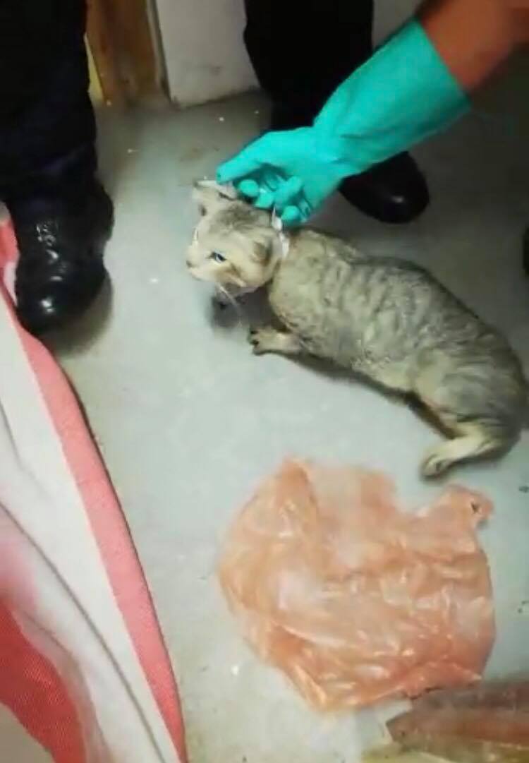 Policía persiguió por cinco horas a gato que intentó ingresar con celulares y chips a La reforma