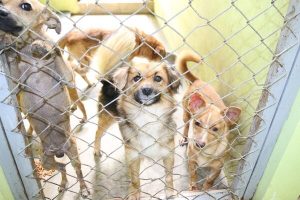 Municipalidad de Cartago lanza campaña “Adopte a un perro romero”