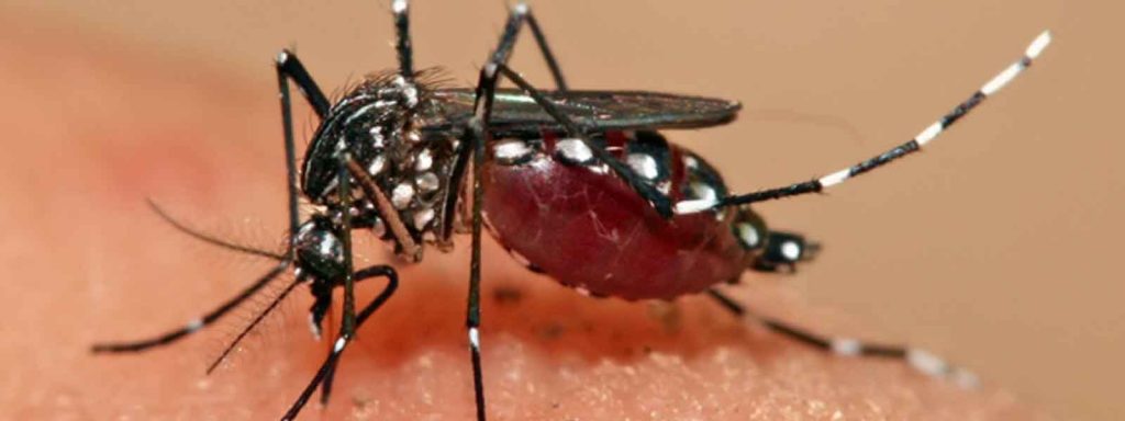 País enfrenta aumento de casos de dengue