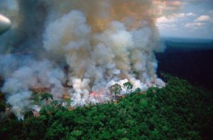 Emergencia amazónica: Incendios provocados por el hombre ponen en peligro al pulmón de planeta