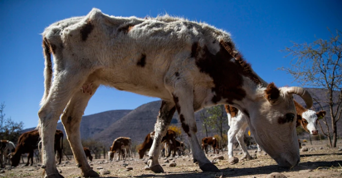 Chile enfrenta la peor sequía en más de medio siglo