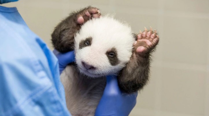 Dos hermanos pandas abrieron los ojos al mundo por primera vez en el zoo de Berlín