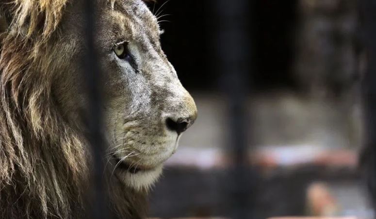 Estado se expone a perder ¢137 millones por traslado y muerte de león Kivú