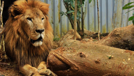 Animalistas se manifestarán este lunes para pedir cierre de zoológico Simón Bolívar
