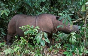Murió el último rinoceronte de Sumatra en Malasia y la especie queda extinguida en el país