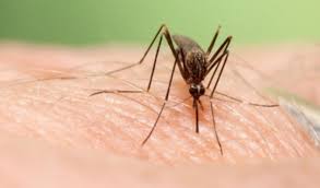 País registra aumento en casos de dengue del 239% en comparación con 2018
