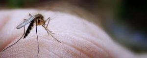 Nuevos casos autóctonos aplazan hasta el 2022 la erradicación de la malaria