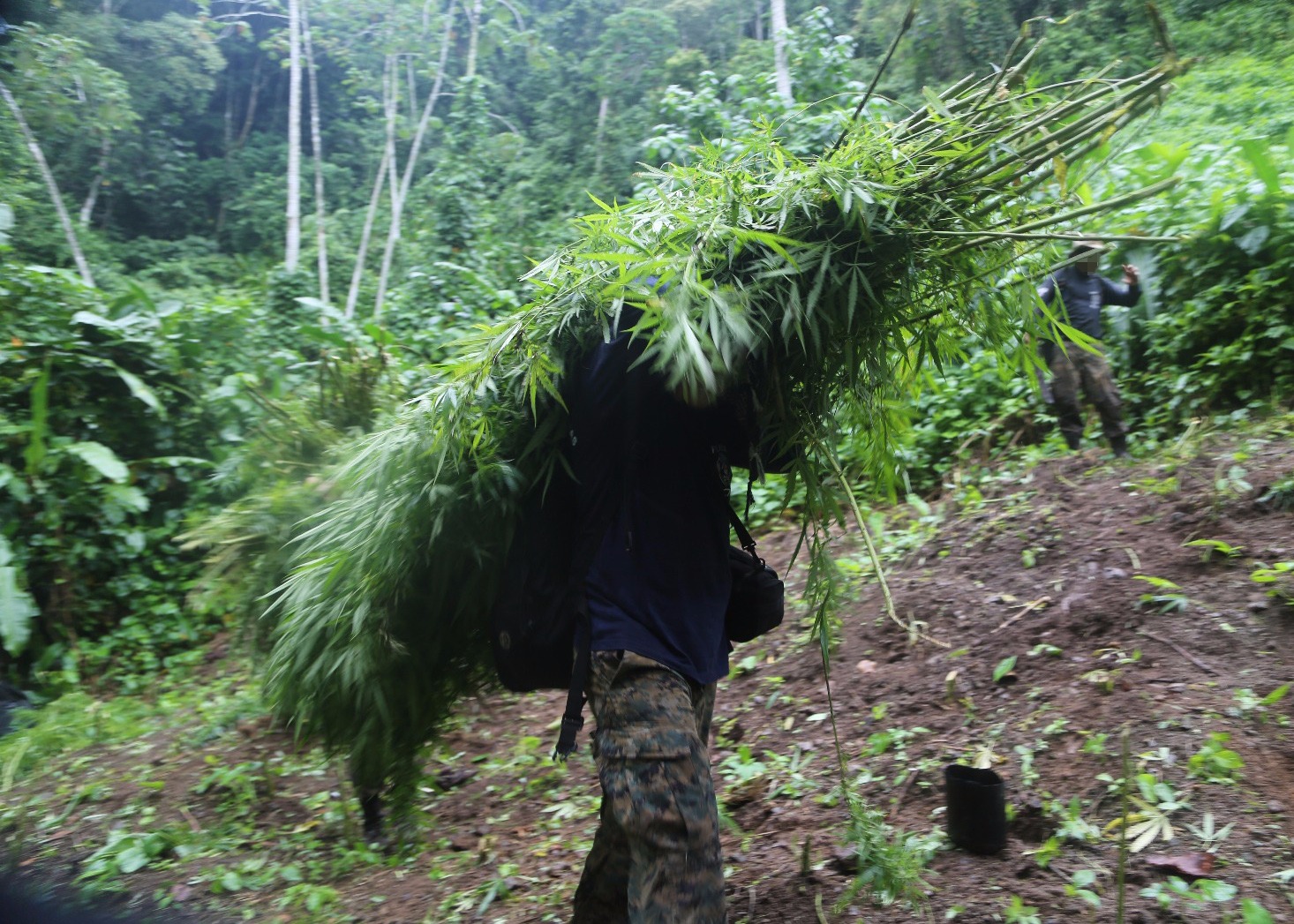Dos de cada diez cultivos de marihuana erradicados estaban dentro de Áreas Silvestres Protegidas
