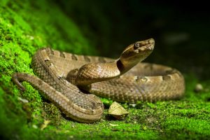 Estudio de UCR encuentra sustancias que funcionan como repelente de serpientes