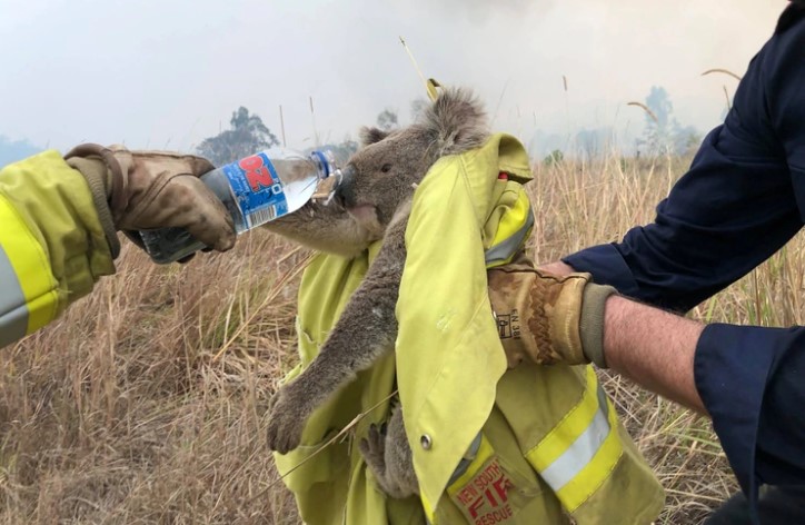 El 25 % de los koalas de Nueva Gales del Sur murió durante los incendios forestales en Australia