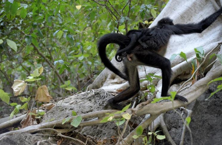 Nació mono araña en el Cañón del Sumidero de México: la especie estaba extinta desde hace 30 años