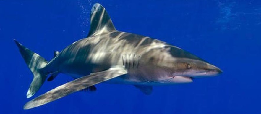 Iniciativa de Ley busca prohibir la pesca de tiburones en Costa Rica