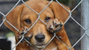 OIJ pide que aplicación de Ley de bienestar animal sea asumida por otra institución