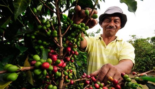 Industria alimentaria proyecta un alza en el precio del café de aprobarse nuevo proyecto de Ley