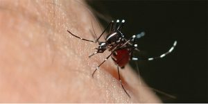 Contraloría detecta debilidades de Salud en atención de dengue, zika y chikungunya