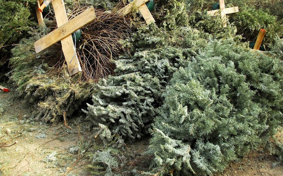 ¡Atención! 13 municipalidades le ayudan a desechar adecuadamente los árboles de Navidad
