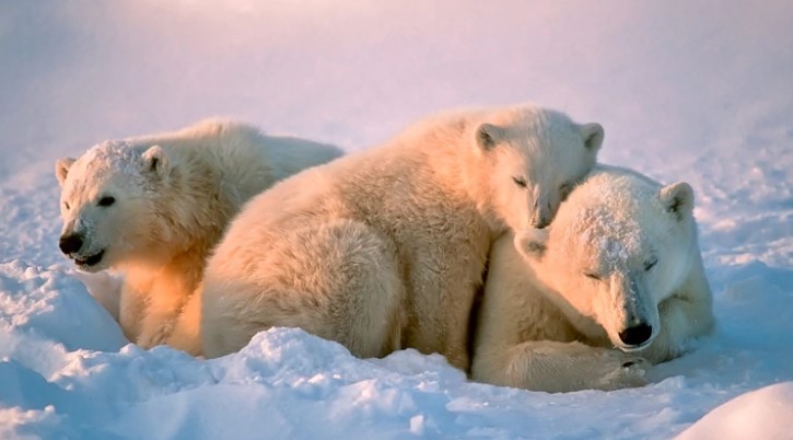Los osos polares, más amenazados que nunca por la falta de hielo en el Ártico