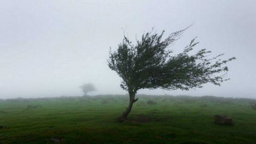 CNE atendió 16 incidentes por efectos de los fuertes vientos en el territorio nacional