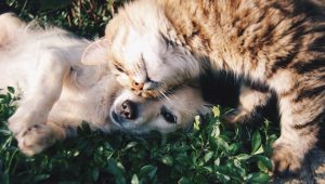 ¡Ojo con las mascotas! Evite aplicarles alcohol en gel, cloro o desinfectantes a las patas de sus perros y gatos