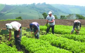Iniciativa busca exonerar producción agropecuaria del pago del IVA