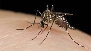 Salud declara brote de dengue en el cantón de Pérez Zeledón