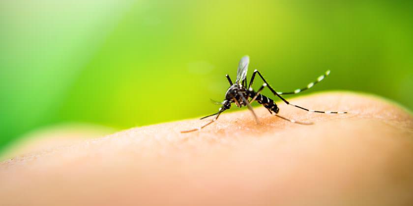 Ministerio de Salud reporta que casos de Dengue se triplicaron en comparación con el 2019