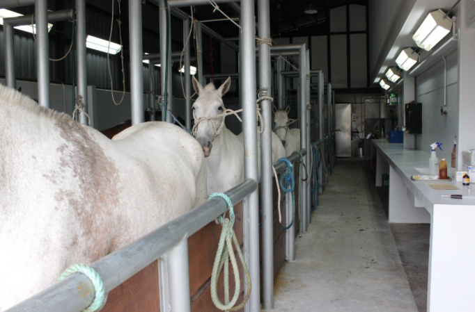 UCR avanza en extracción de plasma de caballos para producir medicamento contra Covid-19