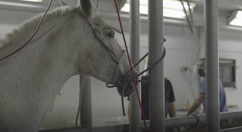 Científicos inician extracción de plasma a sangre de caballos para producir medicamento contra Covid19