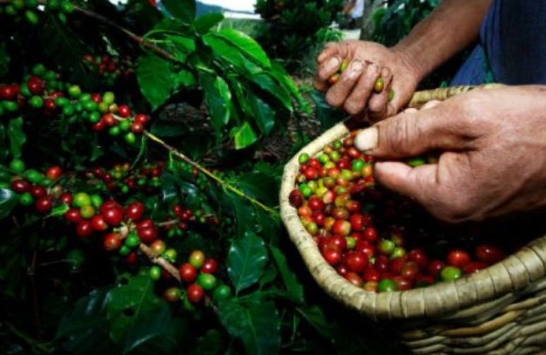 Presidente firma Ley que convierte al café en el nuevo símbolo patrio de Costa Rica