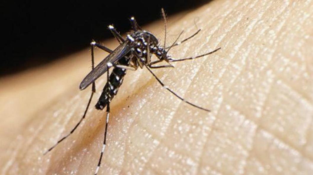 Salud alerta de aumento de casos de dengue para los próximos meses: dos regiones concentran incremento