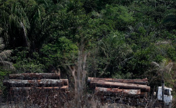 Plantean prohibir la deforestación en la Amazonía brasileña durante cinco años