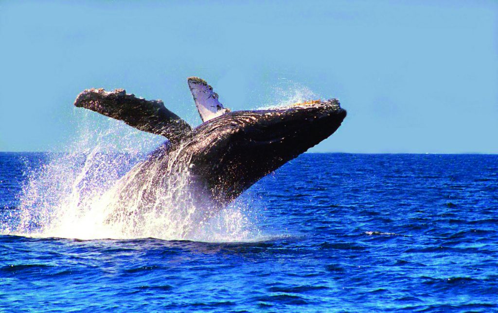 Incopesca valorará aplazar cobro por avistamiento de ballenas tras fuertes críticas