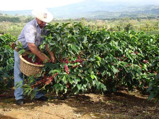 Alcalde de Dota promete cosechas de café con rigurosos protocolos sanitarios ante primer caso de Covid-19
