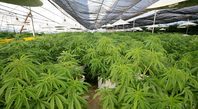 Diputados aprueban texto sustitutivo a plan que legalizaría cultivo del cáñamo y cannabis