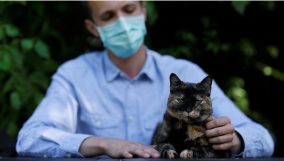 COVID-19 y mascotas: iniciaron las pruebas de una vacuna para gatos