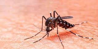 Costa Rica suma tres años seguidos con tendencia a la baja en casos de chikungunya