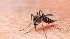 2020 registra el segundo mayor brote de casos de dengue de los últimos cinco años