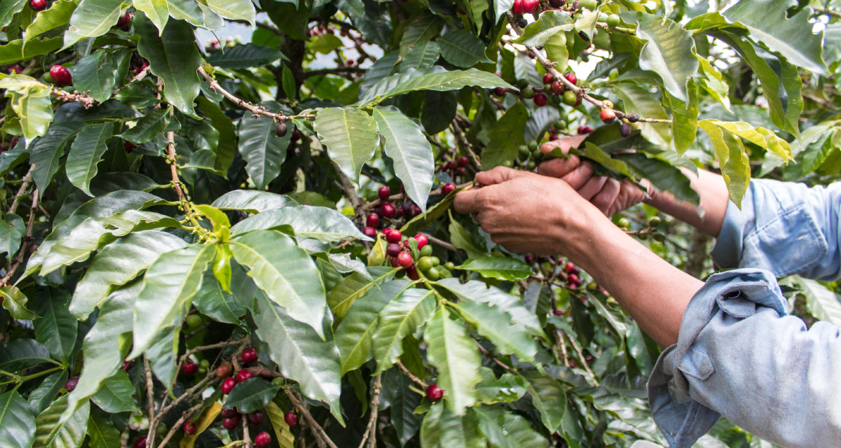 Alcaldes de Dota y León Cortes alertan riesgo de perder la cosecha por falta de recolectores de café