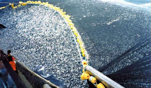 Grupos ambientalistas marcharán contra la pesca de arrastre el próximo domingo 1 de noviembre