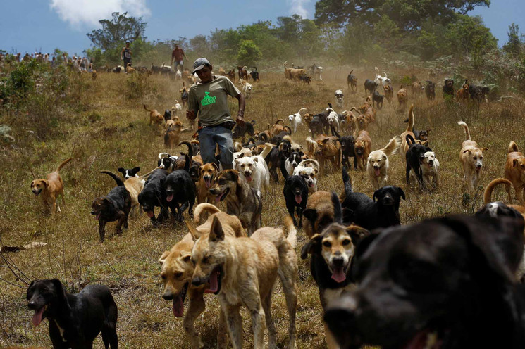 Pandemia golpea a Territorio de Zaguates: Aumenta abandono de perros y disminuyen donaciones