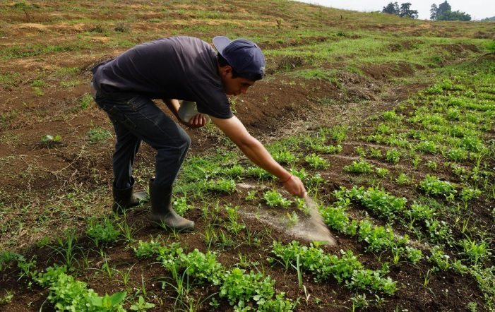 Agricultores reclaman que se quedaron ‘sin herramientas’ para producir alimentos ante prohibición de clorotalonil