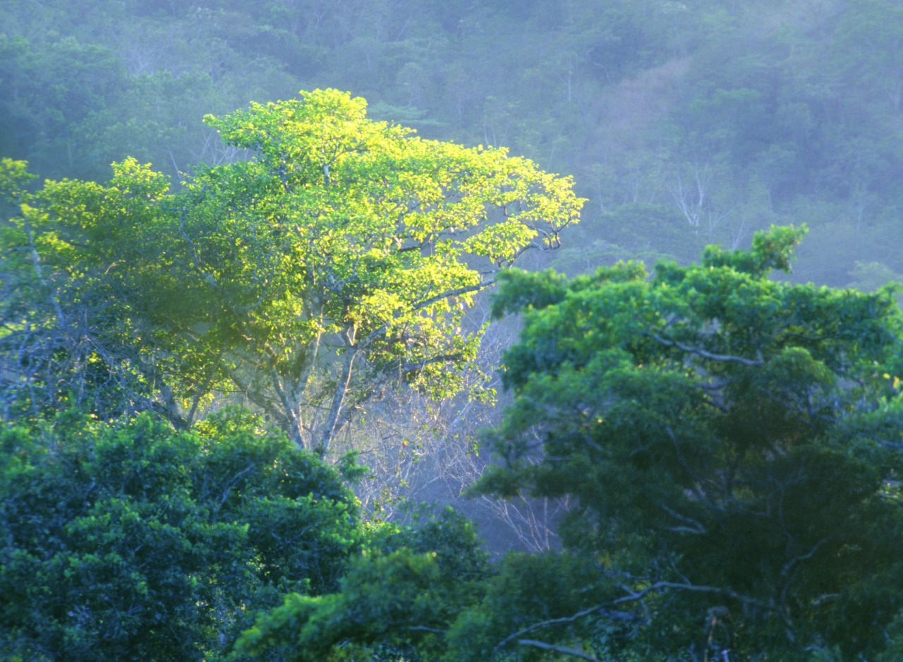 Parque Nacional Corcovado reabrirá a partir del 10 de diciembre