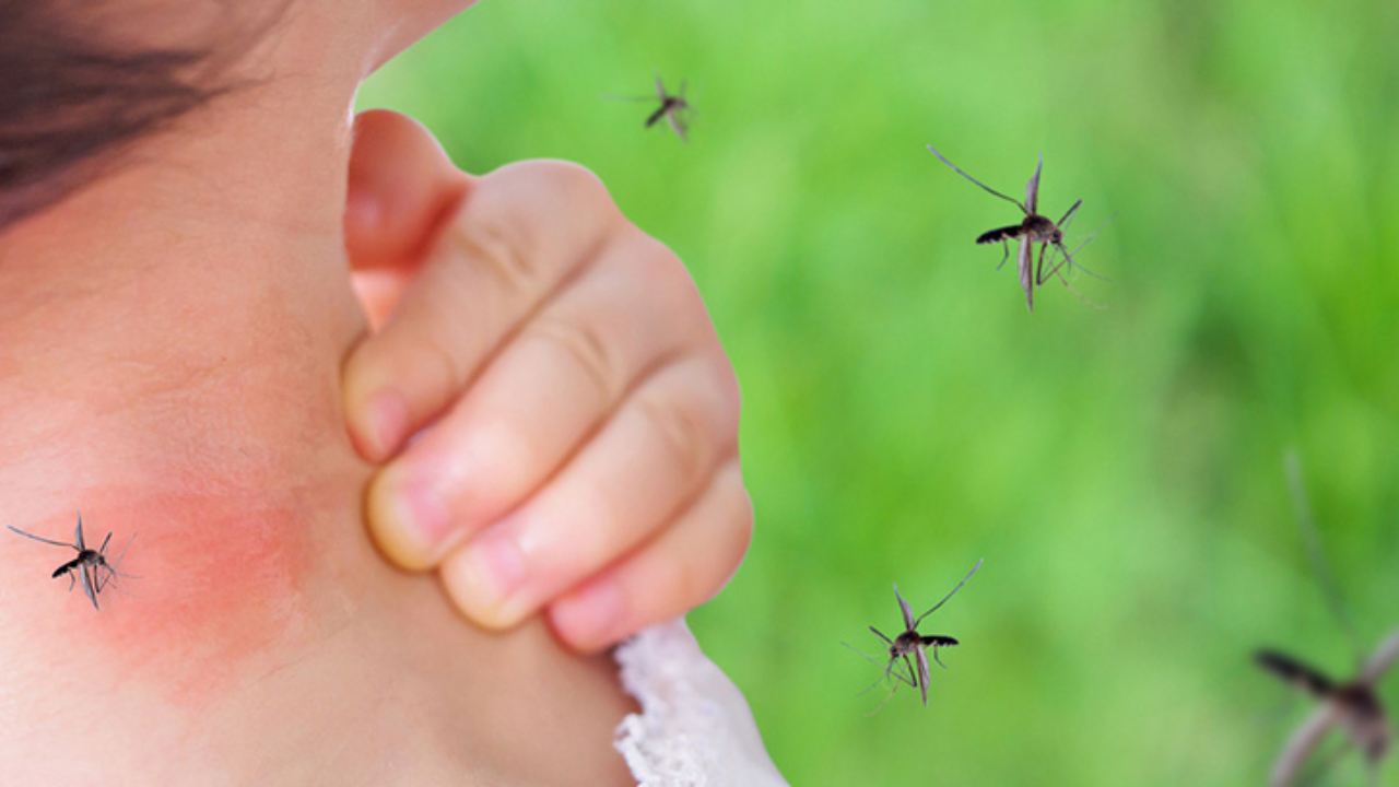 Salud reporta 9438 casos de dengue: Se superó la cifra de casos reportados en el 2019