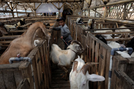 Temor en Holanda por la aparición de una nueva enfermedad que sería transmitida por las cabras