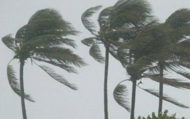 IMN estima que fuertes vientos se mantendrán esta semana: se reportó caída de árboles y afectación en techos