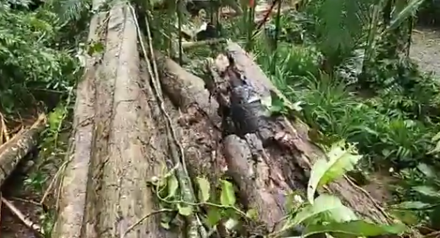 Persona fallece en Talamanca tras caída de un árbol producto de fuertes vientos