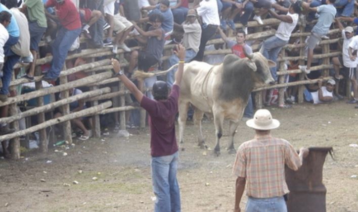 Recientes muertes en corridas clandestinas encienden alarmas de municipios guanacastecos