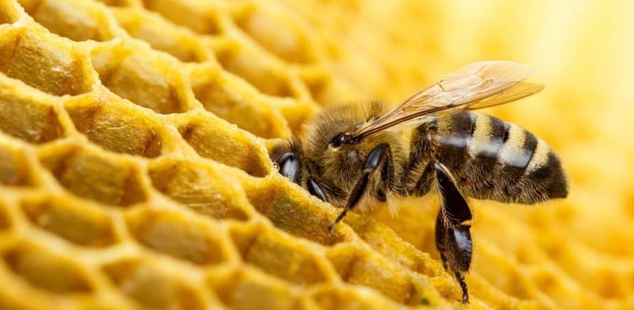 Día Mundial de las Abejas: Desarrollan herramienta que generaría ahorro a apicultores