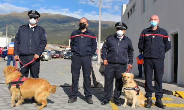 En Ecuador adiestran perros para detectar el coronavirus